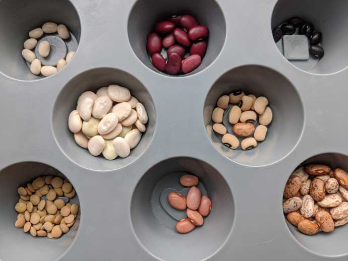 Mixed bean seeds